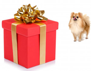Pārsteiguma dāvanu kaste suņiem no Zoocentra M